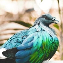 Modded Pigeons project image