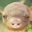 Fischii logo
