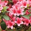 Azalea Variety Pack logo