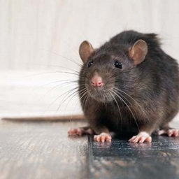 Leu Rodentia logo