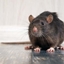 Leu Rodentia logo
