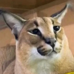 Caracal (Big Floppa) Mod logo