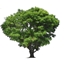 Chimm Chomms More Trees Mod logo