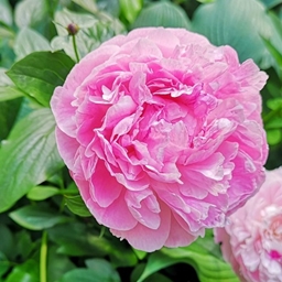 PinkRosePack logo
