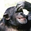ChimpCraft 2.0 logo