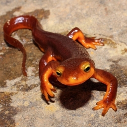 The Newt Project logo