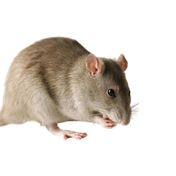 Rat Weapons Mod logo