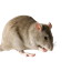 Rat Weapons Mod logo
