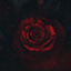The Black Rose Pack logo