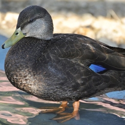 The Duck Pack logo