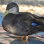 The Duck Pack logo