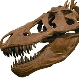 dino bones project image