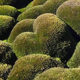 Buttmoss Infinity project image