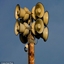 WWII Air Raid Siren logo