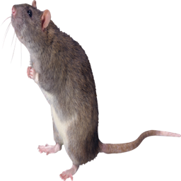 RatPac logo