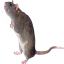 RatPac logo