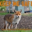 FoxyCraft logo