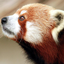 Red Panda Gone logo