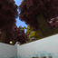 citranium [discontinued] logo