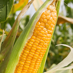 Origin Modpack Of Buddies Corn logo
