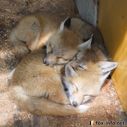 Fox's Funpack