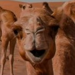 CamelMod logo