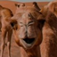 CamelMod logo
