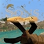 Sons of the Sand logo