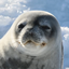 PsychoticSeal Pack logo