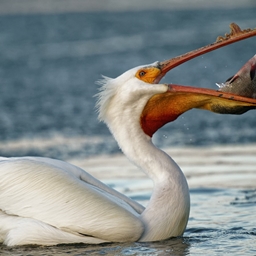 Pelican origin logo