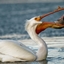 Pelican origin logo