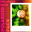 Polaroid Pack logo