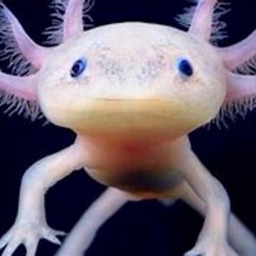TIMOBEEBOY