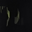MagicalTribes logo