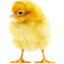 Pollos Mod logo