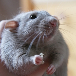 Rat's RPG