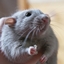 Rat's RPG logo