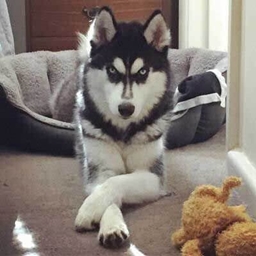 Musky Husky's Modpack logo