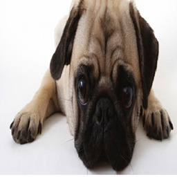 Pug's Twitch Pack logo