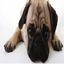 Pug's Twitch Pack logo