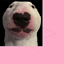 TheNijoMo logo
