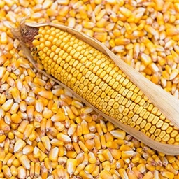 HardCorn logo