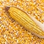 HardCorn logo