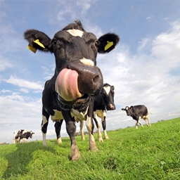 Dairy products logo