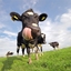 Dairy products logo