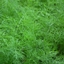 Dill logo