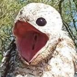 Potoo - Multiplayer Enhanced