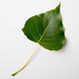 Leafpacc logo