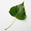 Leafpacc logo
