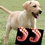 Cow886 logo